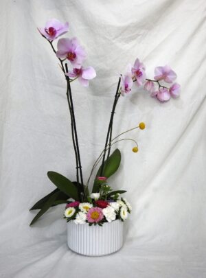 Jardín de orquídeas