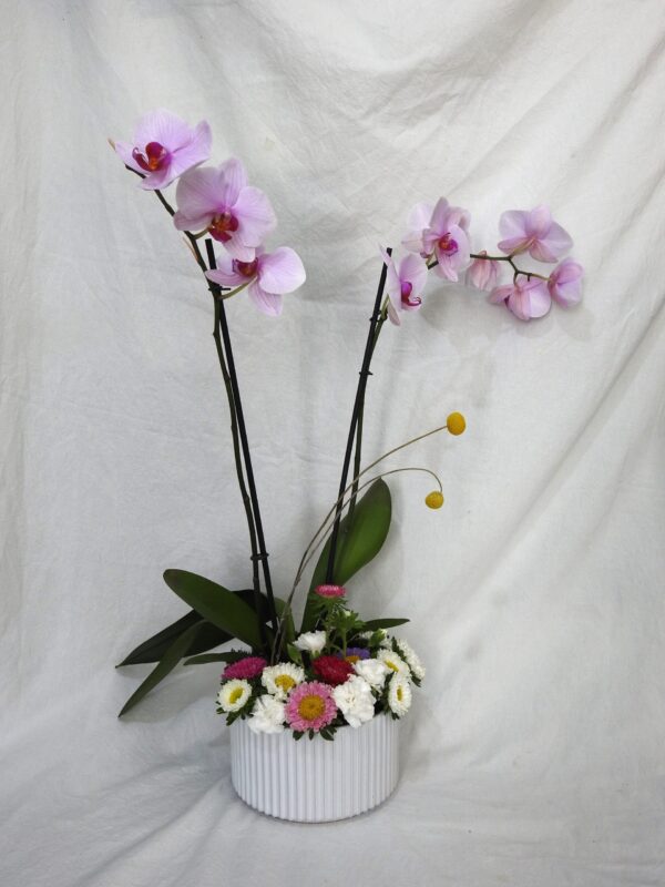 Jardín de orquídeas