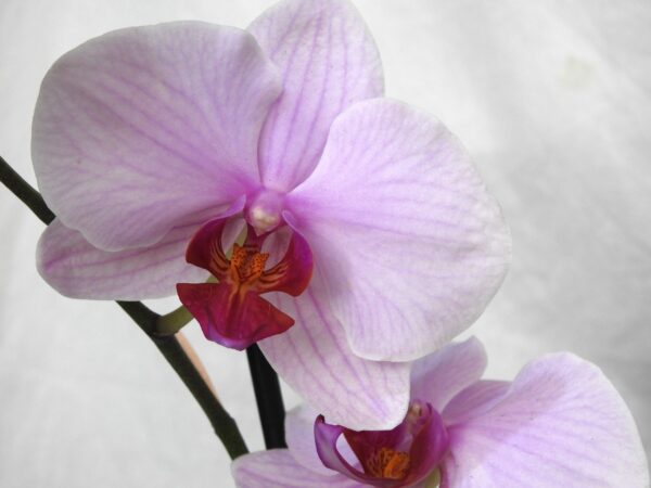 Jardín de orquídeas