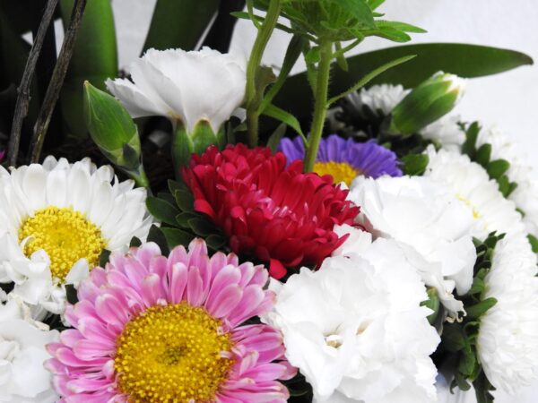 Jardín de orquídeas