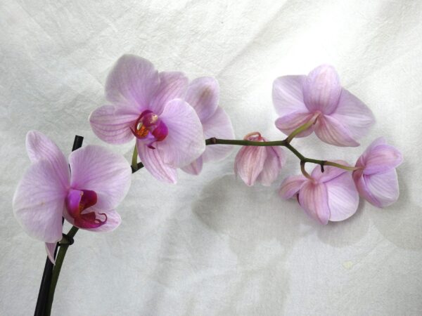 Jardín de orquídeas