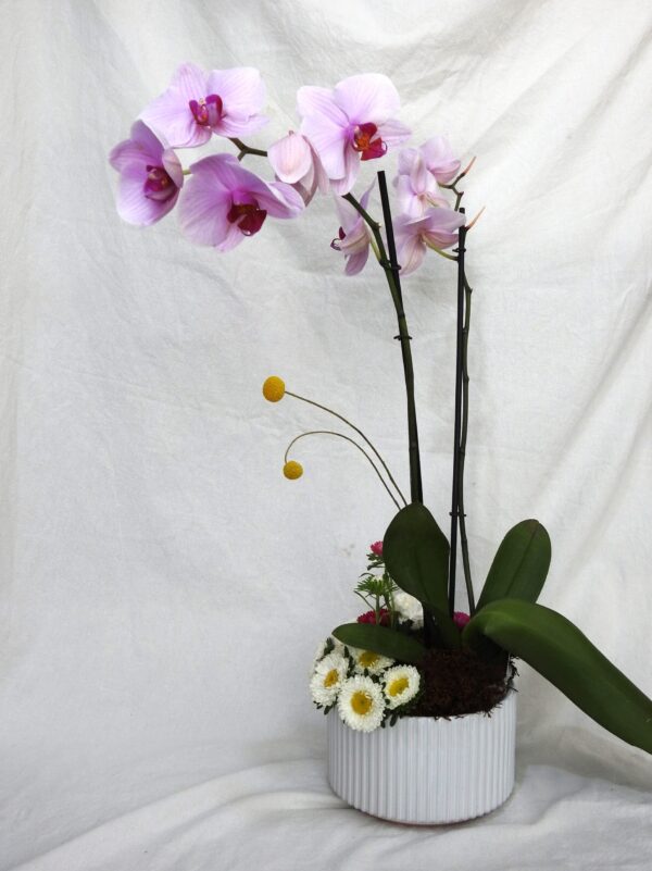 Jardín de orquídeas